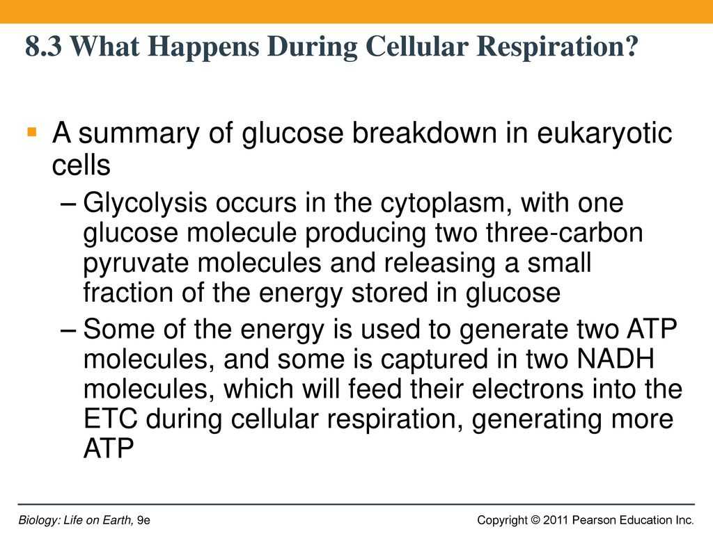 Cellular Respiration Worksheet Answer Key as Well as 3 What Happens to Food Energy During Cellular Respiration