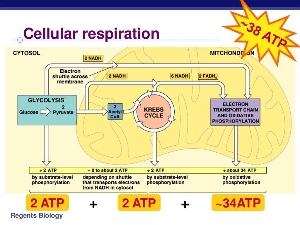 Cellular Respiration Worksheet Answer Key as Well as Three Stages Of Respiration Bing Images
