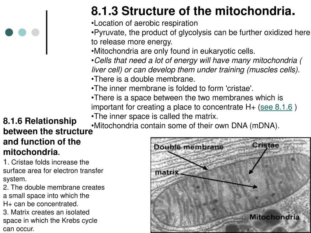 Cellular Respiration Worksheet Answer Key or General Structure Of A Mitochondrion Bing Images