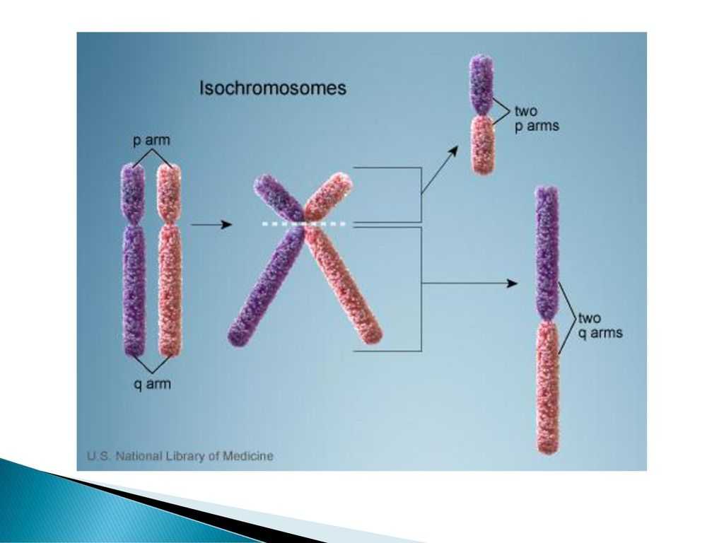 Chapter 11 Dna and Genes Worksheet Answers or I Ndir Jpg Homolog Rekombinasyon Blse