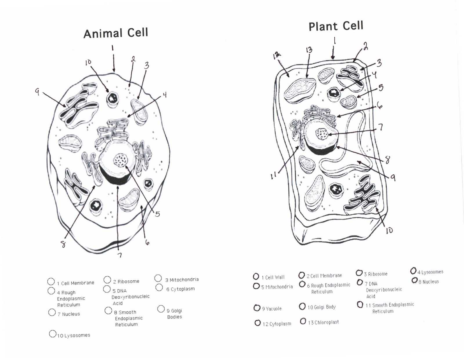 Characteristics Of Bacteria Worksheet Answers or Cells Alive Plant Cell Worksheet Answer Key Unique Plant Cell