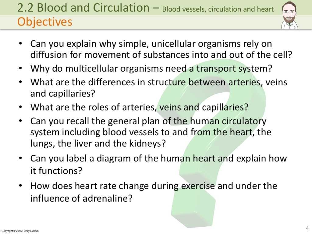 Circulatory System Study Questions Worksheet with Circulatory System Explanation