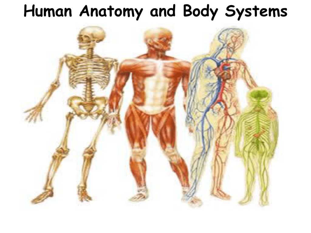 Comprehending Anatomy and Physiology Terminology Worksheet Answers together with Anatomy organ Systems Choice Image Human Anatomy organs Di