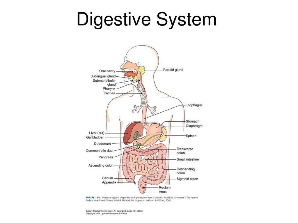 Comprehending Anatomy and Physiology Terminology Worksheet Answers with Digestive System with Parts Picture Parts Human Digest