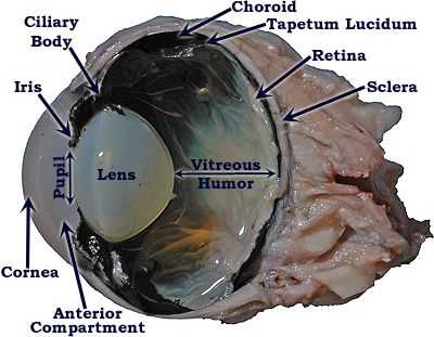 Cow Eye Dissection Worksheet Answers Also Cow Eye Dissection Labeled Cow Eye Sagittal Section