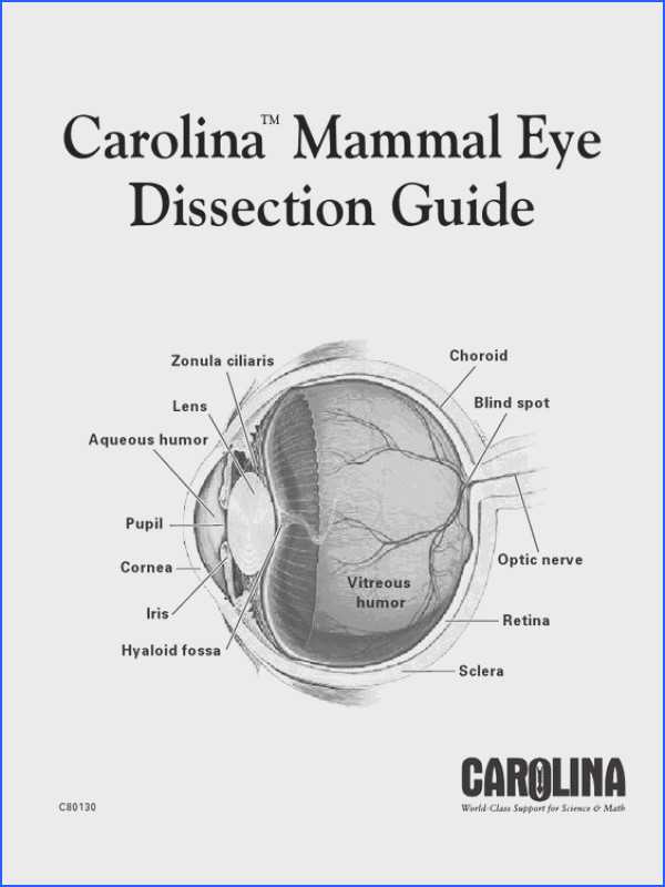 Cow Eye Dissection Worksheet Answers Also Cow Eye Dissection Worksheet Answers