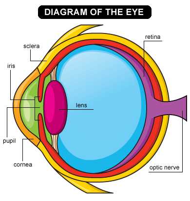 Cow Eye Dissection Worksheet Answers together with Eye Anatomy and Experiments Eye Unit Pinterest