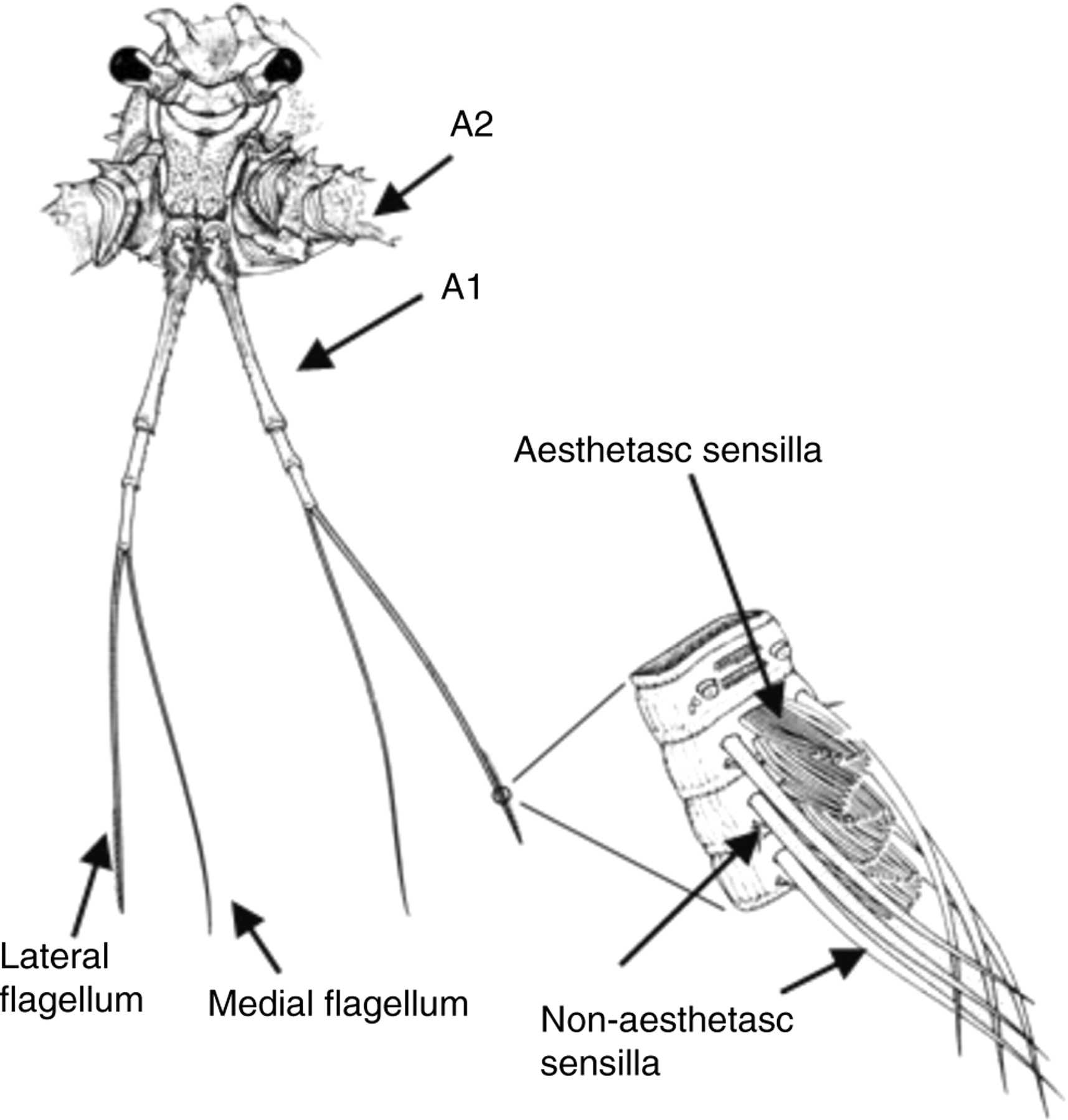 Crayfish Dissection Worksheet Answers with Spiny Lobsters Detect Conspecific Blood Borne Alarm Cues Exclusively