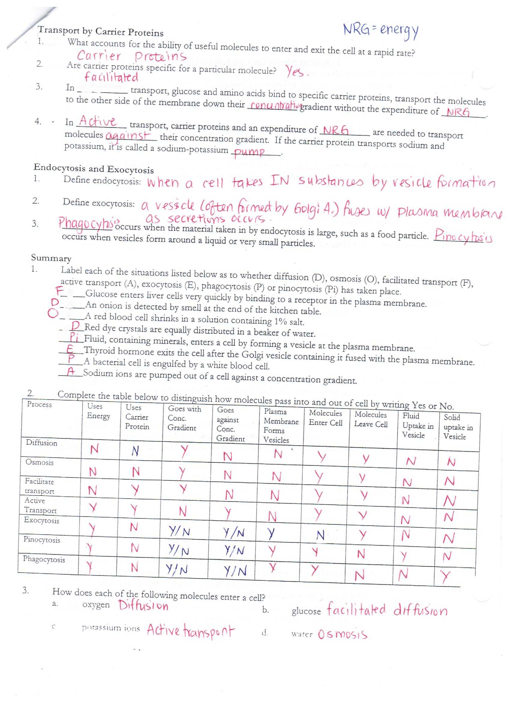 Diffusion and Osmosis Worksheet Answers together with Cell Membrane Transport Worksheet Choice Image Worksheet Math for Kids