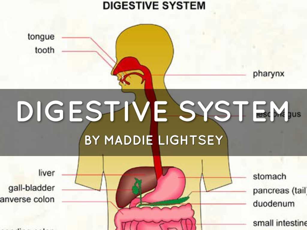 Digestive System Worksheet Answer Key Also Digestive System by Mad Lightsey