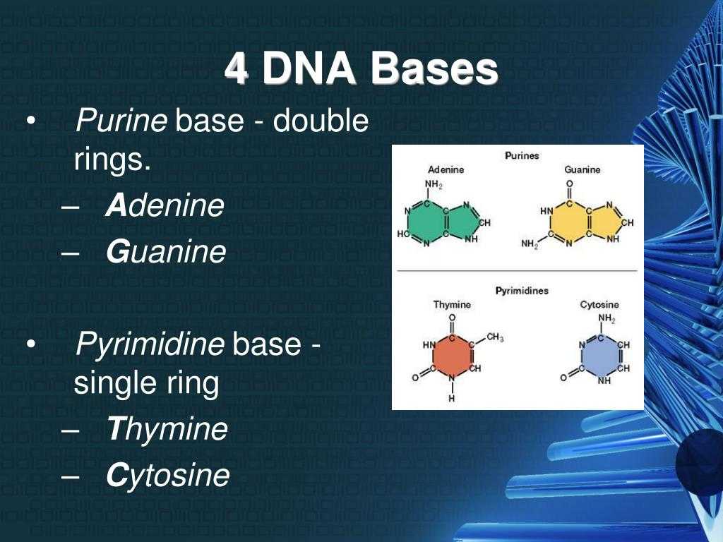 Dna &amp; Protein Synthesis Worksheet Answers with 4 Bases Of Dna Bing Images