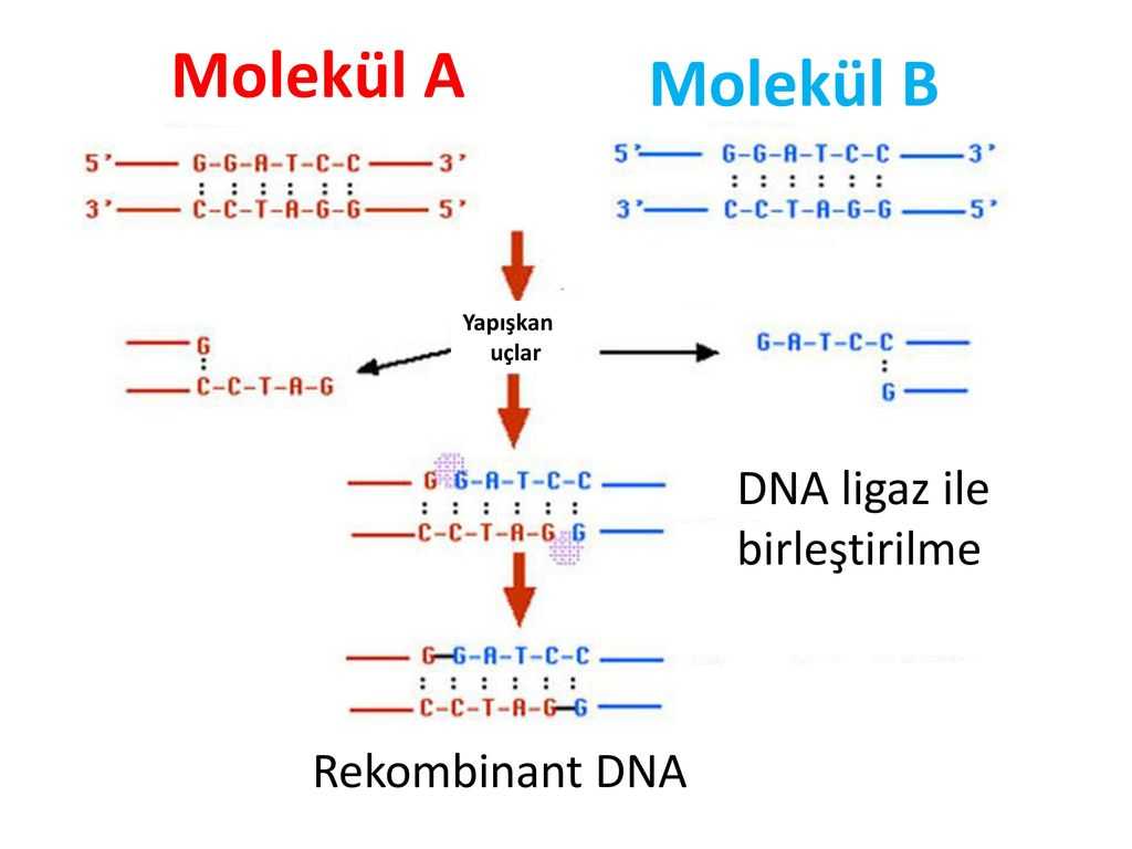 Dna and Genes Worksheet Also Modern Genetk Uygulamalari Modern Genetk Uygulamalari