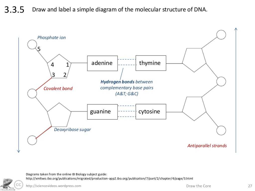 Dna Base Pairing Worksheet Answers and Sciencevideos Draw the Core