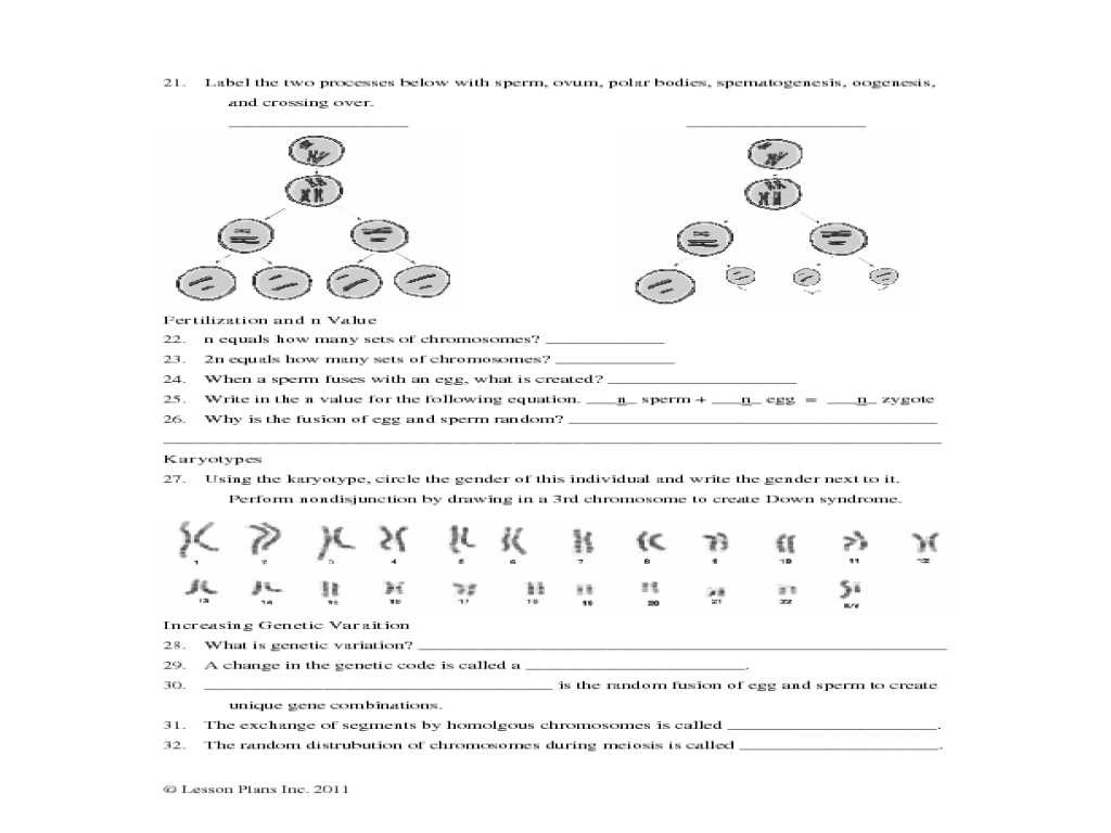 Dna Base Pairing Worksheet Answers as Well as Free Worksheets Library Download and Print Worksheets Free O