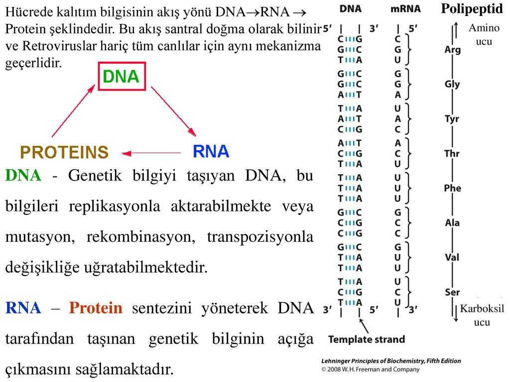 Dna Base Pairing Worksheet Answers or Karyotik Genom organizasyonu Ppt Indir