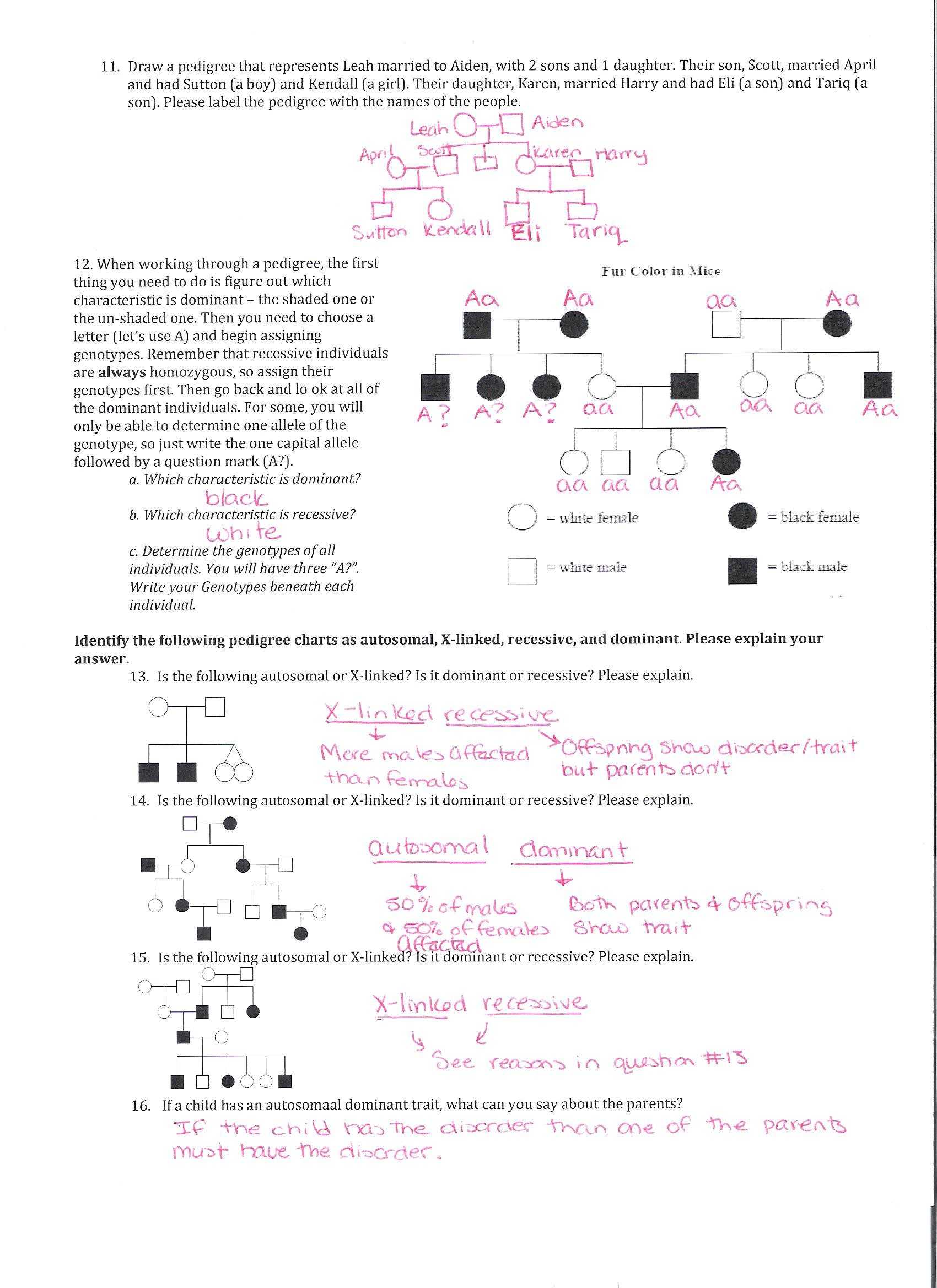 Dna Fingerprinting Worksheet Answer Key together with Punnett Square Worksheet with Answers Gallery Worksheet for Kids