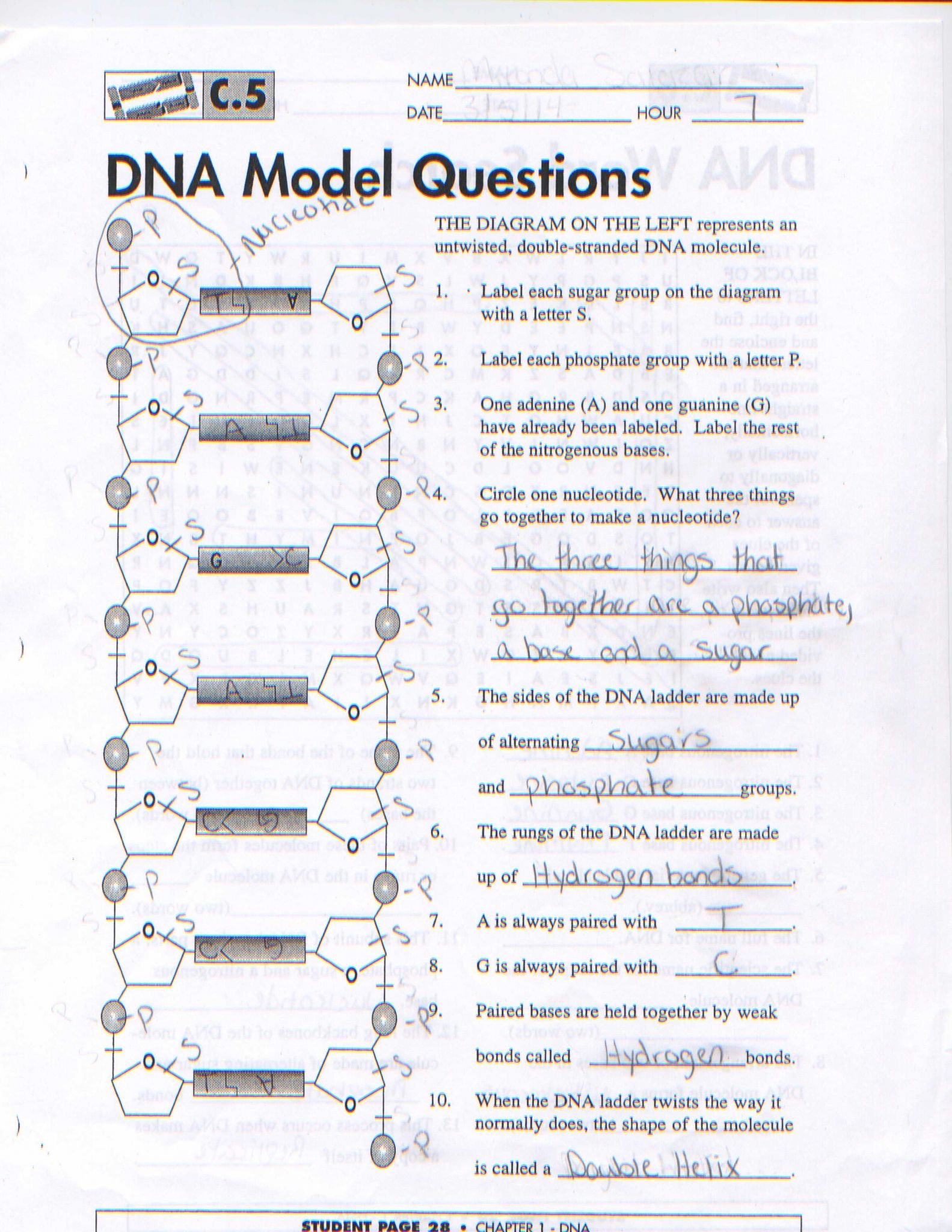 Dna Molecule and Replication Worksheet Answers as Well as Dna Model Worksheet the Best Worksheets Image Collection