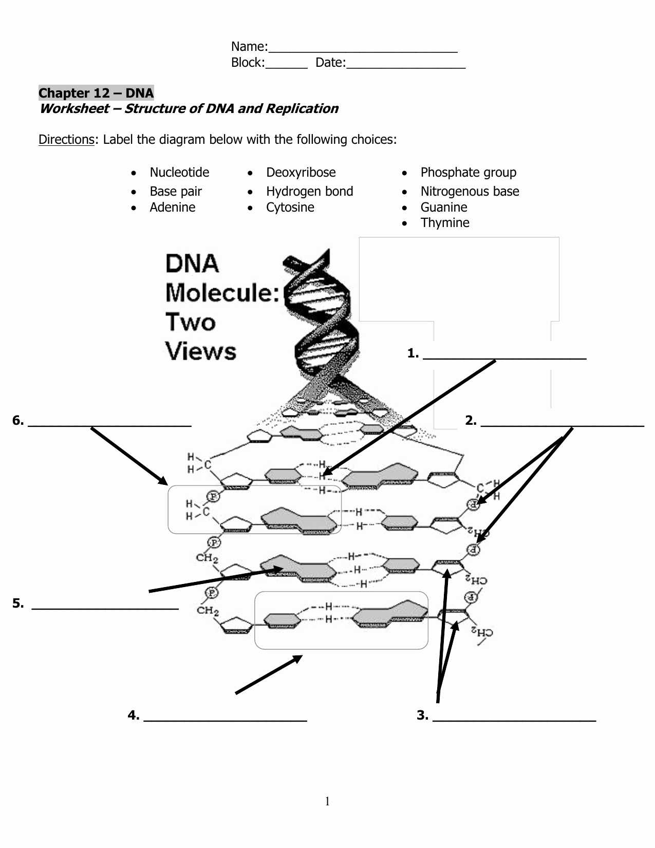 Dna Molecule and Replication Worksheet Answers with Dna Model Worksheet the Best Worksheets Image Collection