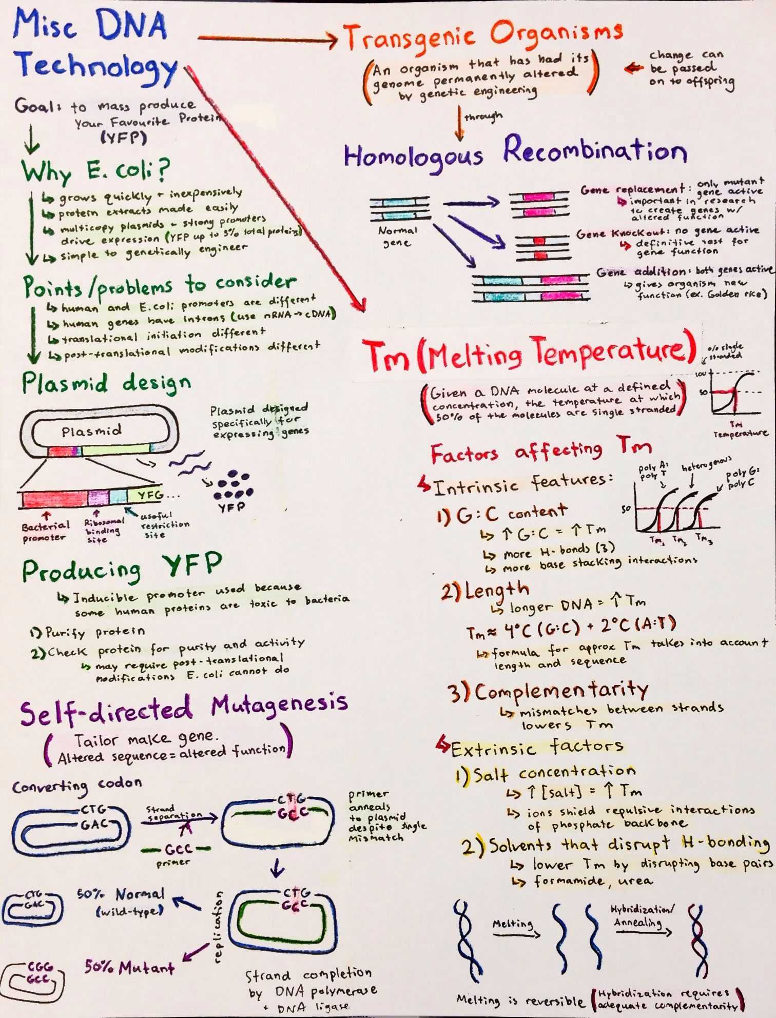 Dna Molecule and Replication Worksheet Answers with Introductory Biochemistry Flowcharts