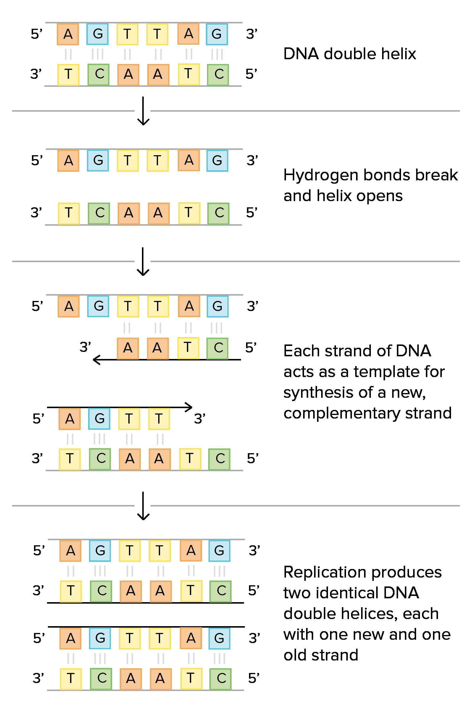 Dna Mutations Practice Worksheet Answer Key as Well as Molecular Mechanism Of Dna Replication Article