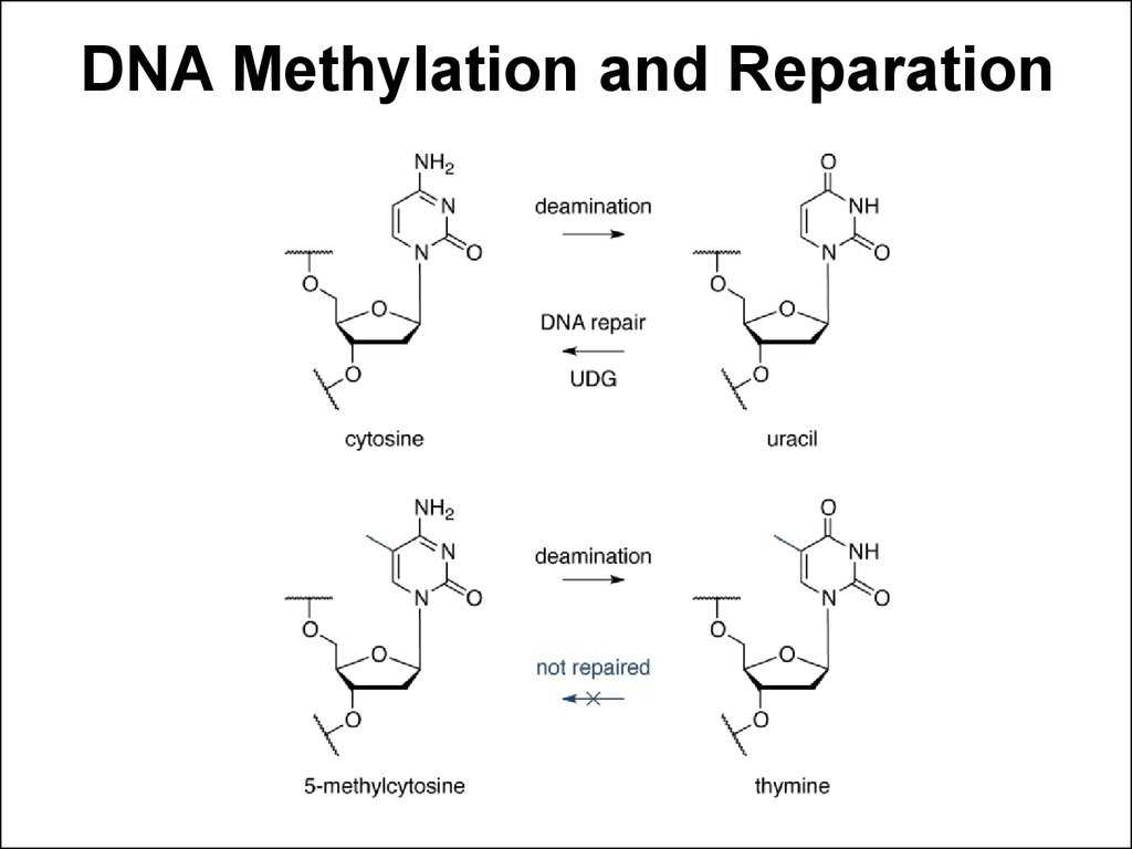 Dna Replication and Protein Synthesis Worksheet Answer Key Along with