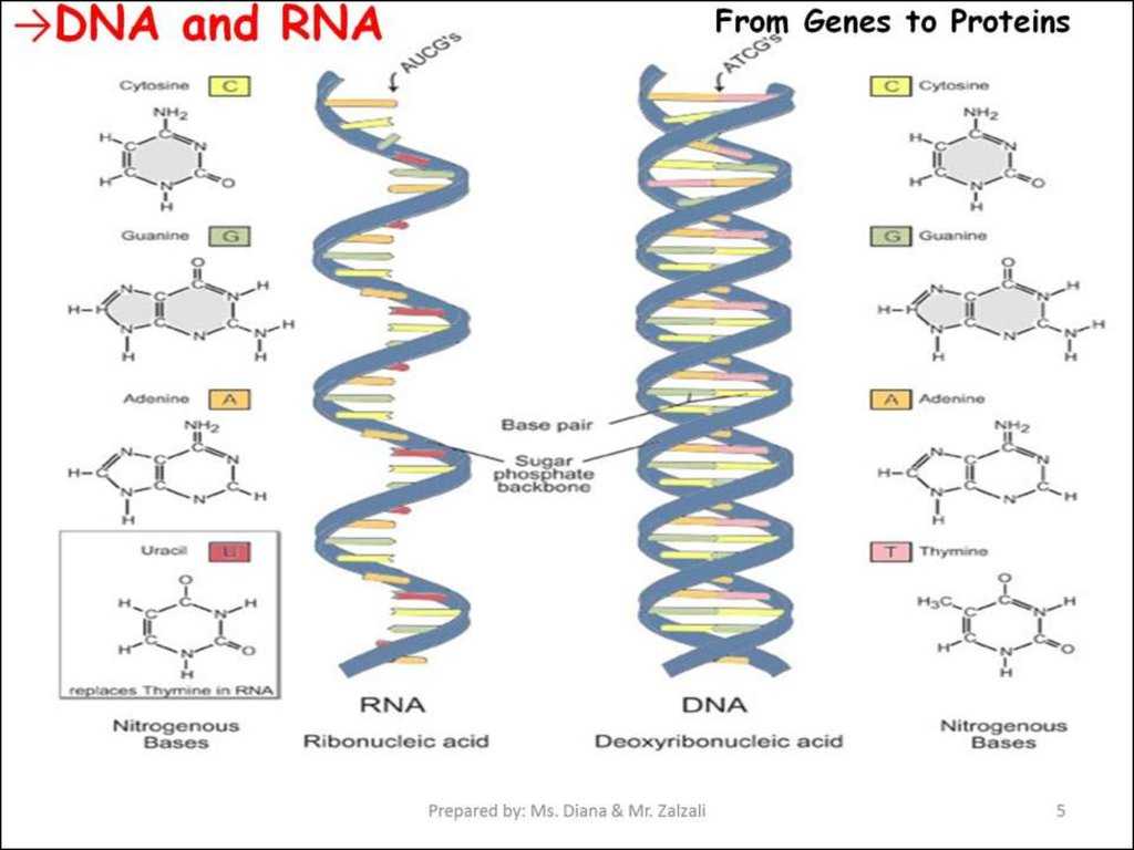 Dna Replication and Protein Synthesis Worksheet Answer Key Also Chapter 10 How Proteins are Made Section 1 From Genes to