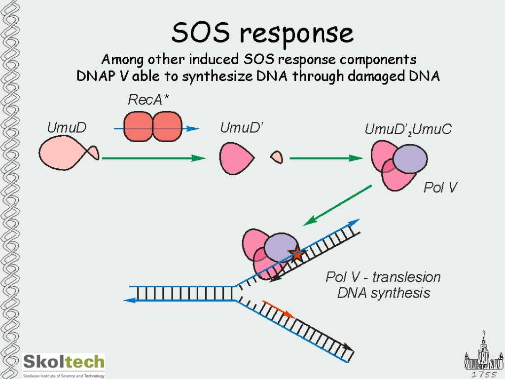 Dna Replication and Protein Synthesis Worksheet Answer Key and Msu and Skol Tech Dna Repair Dna Repair