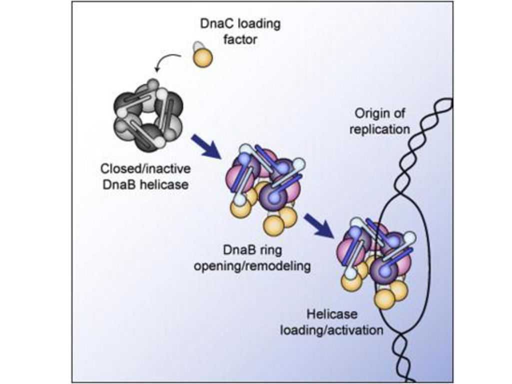 Dna Replication and Protein Synthesis Worksheet Answer Key and Nkleik asitlerin Yaps Ve Fonksiyonlar Ppt Indir