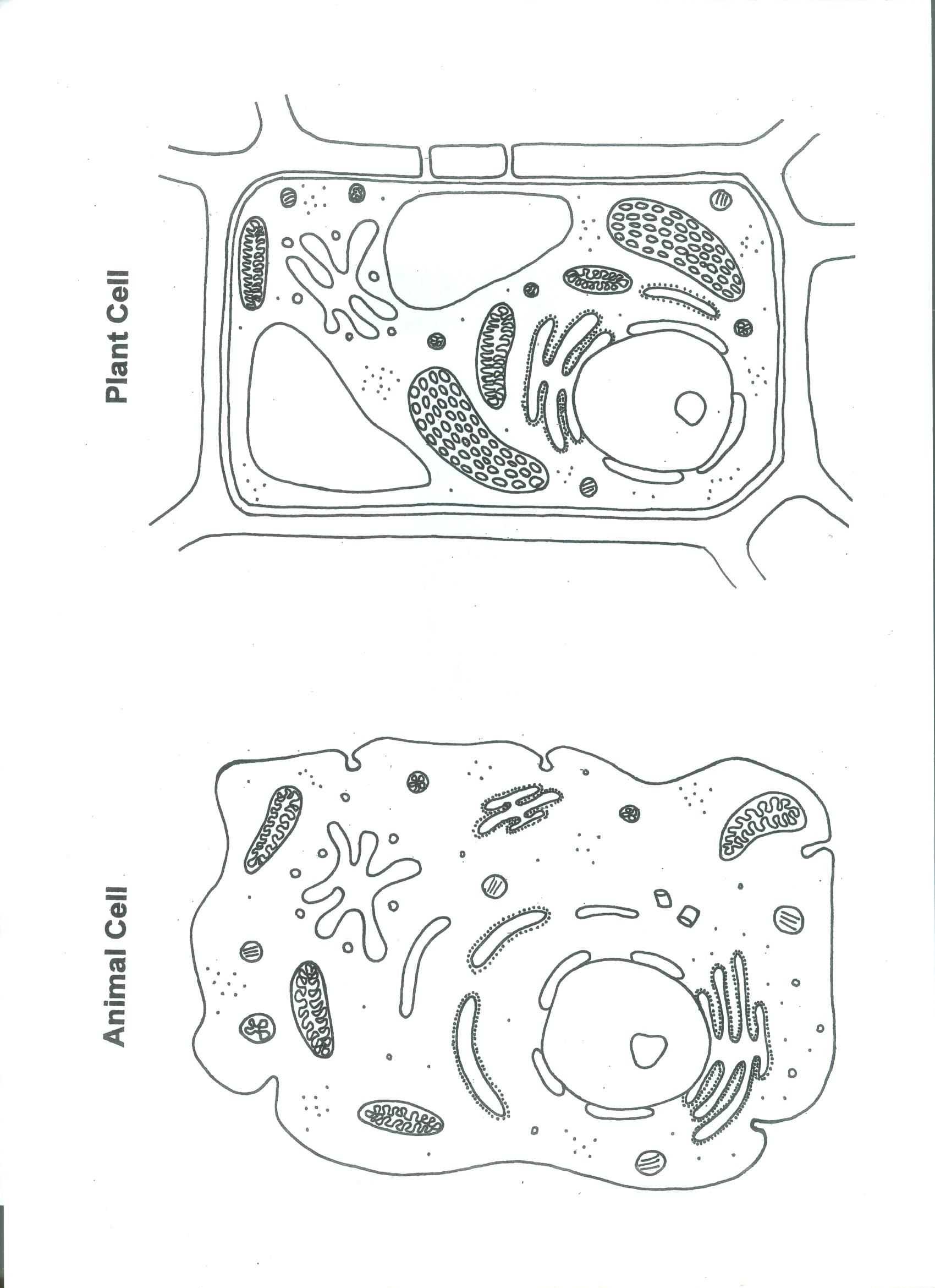 Dna Replication Coloring Worksheet Along with Printable Plant and Animal Cell