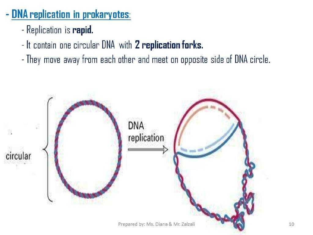 Dna Replication Practice Worksheet and Dna Replication Chapter 93