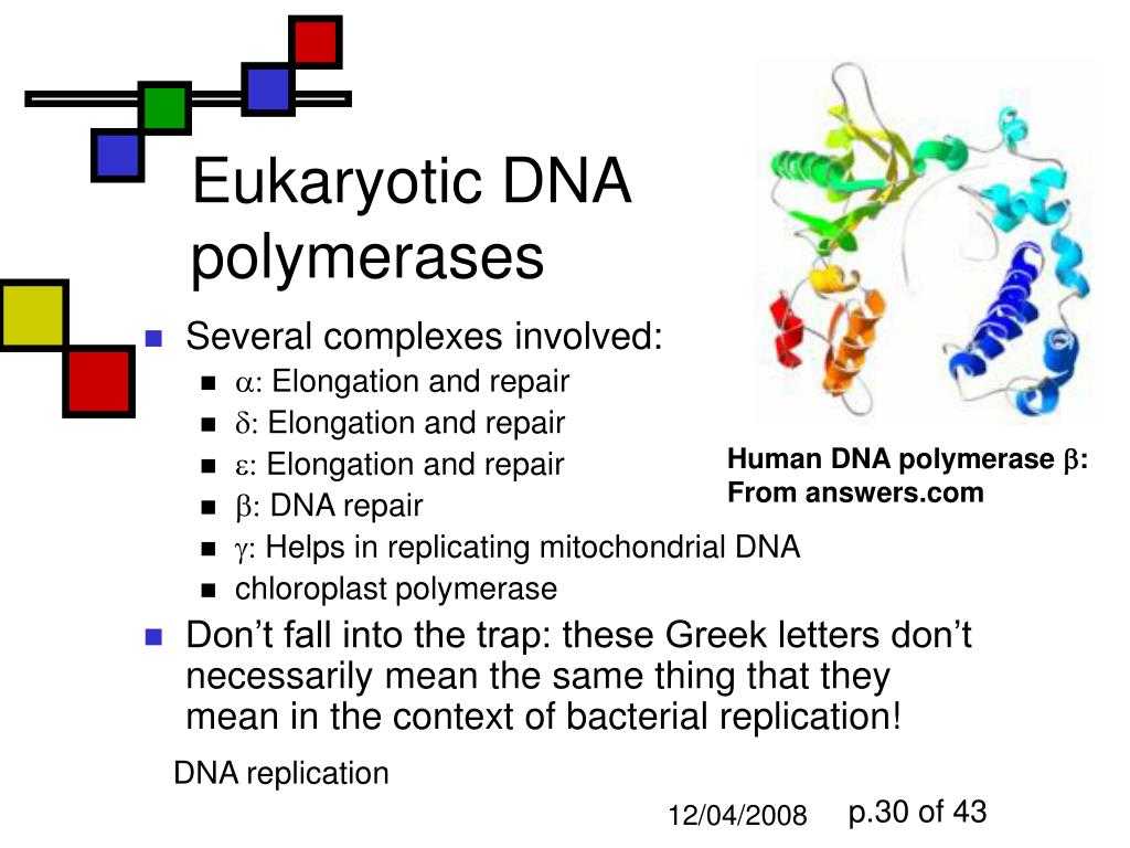 Dna Replication Practice Worksheet and Eukaryotic Dna Polymerase Bing Images