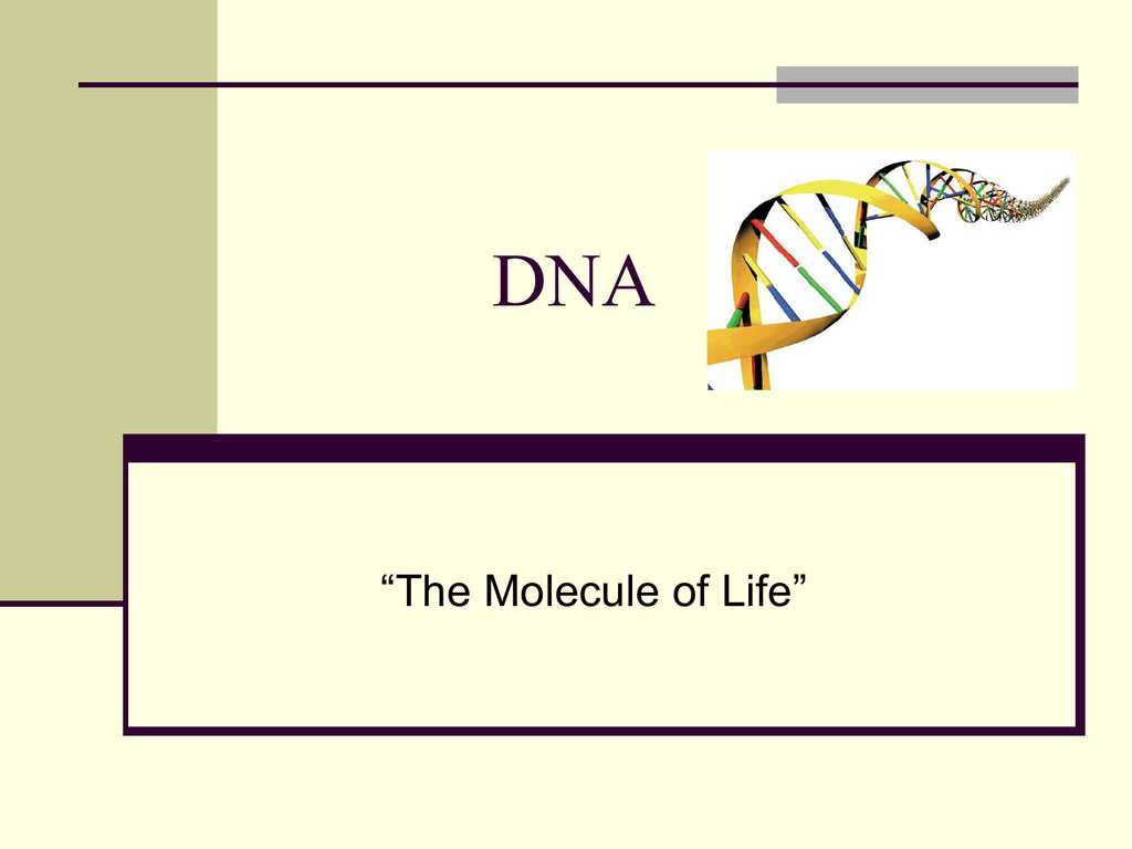 Dna Replication Practice Worksheet as Well as 100 Dna Replication Practice Worksheet Wkst Protein Synthes