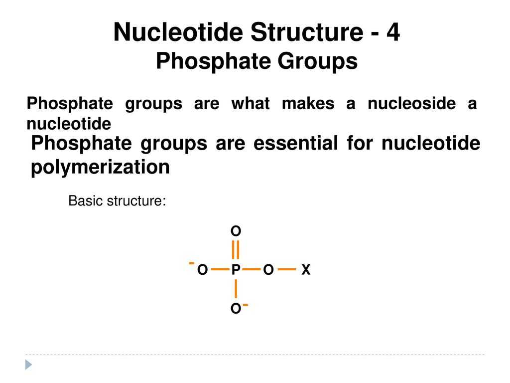Dna Replication Practice Worksheet or Nucleotides and Nucleic Acids atp Rna and Dna