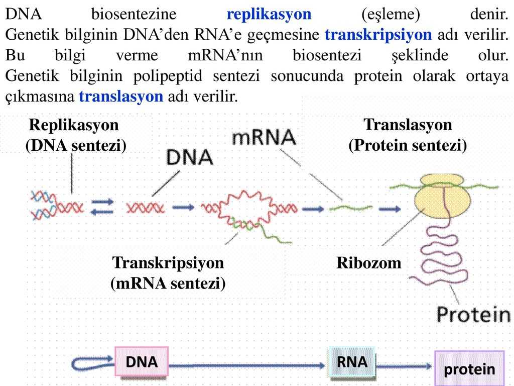 Dna Replication Worksheet Along with Protein Sentezi Protei Nler Blse