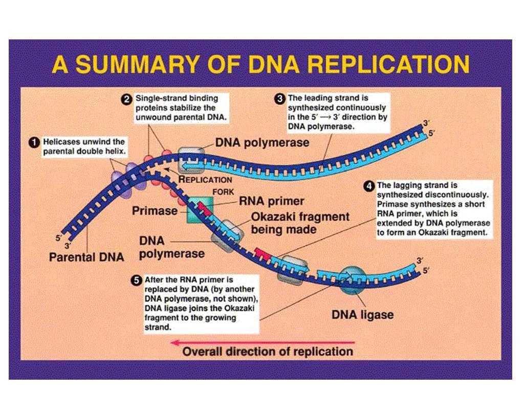 Dna Replication Worksheet Also Mechanism Dna Replication Dna Worksheet Structure Dna
