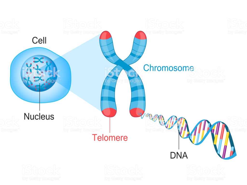 Dna Replication Worksheet as Well as Telomere Chromosome and Dna Stock Vector Art and More O