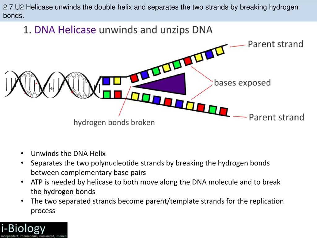 Dna Replication Worksheet together with the Double Helix Dautehru