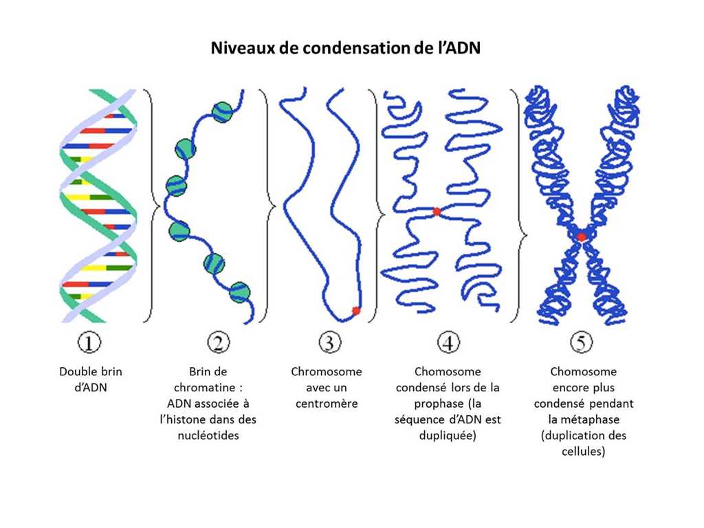 Dna Replication Worksheet with Hd Wallpapers Simple Dna Structure Diagram Rrenebo Press
