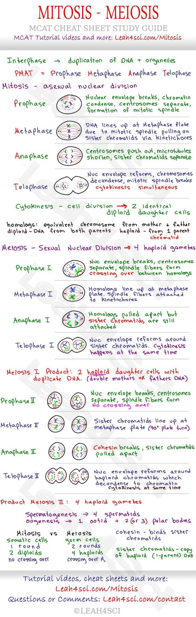 Dna Review Worksheet and Mitosis and Meiosis Mcat Cheat Sheet Study Guide Learn What
