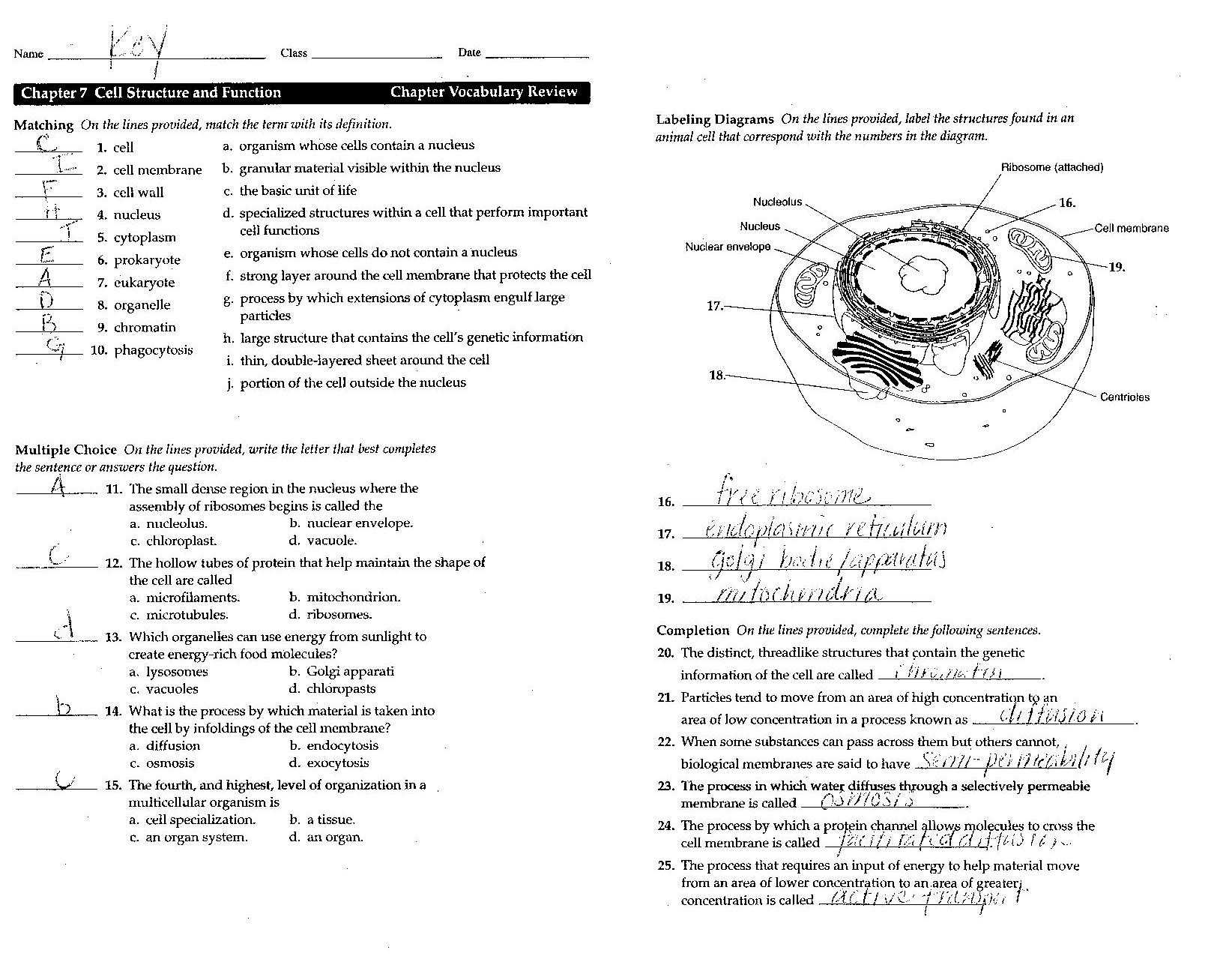 Dna Review Worksheet together with Up Ing Cell Membrane Coloring Worksheet Answers Tips totaltravel Us