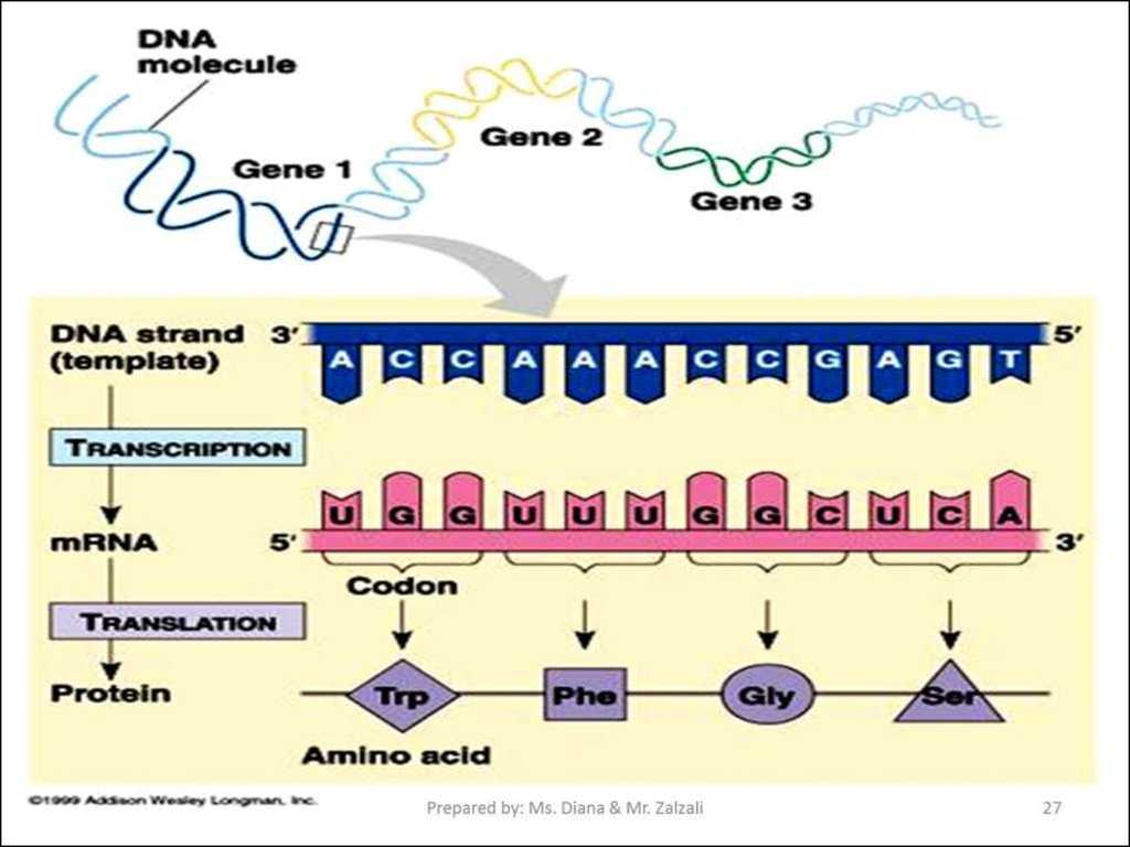 Dna Rna and Protein Synthesis Worksheet Answer Key Also Chapter 10 How Proteins are Made Section 1 From Genes to