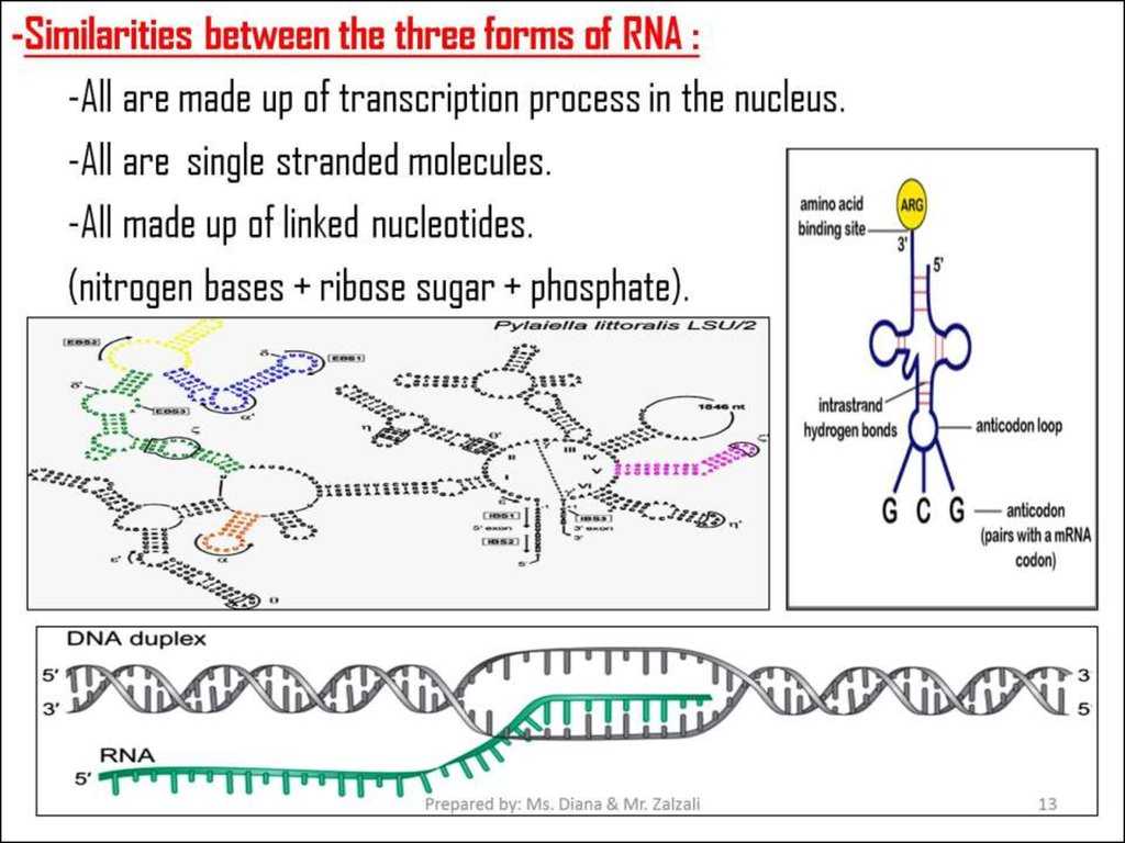 Dna Rna and Protein Synthesis Worksheet Answer Key with Chapter 10 How Proteins are Made Section 1 From Genes to