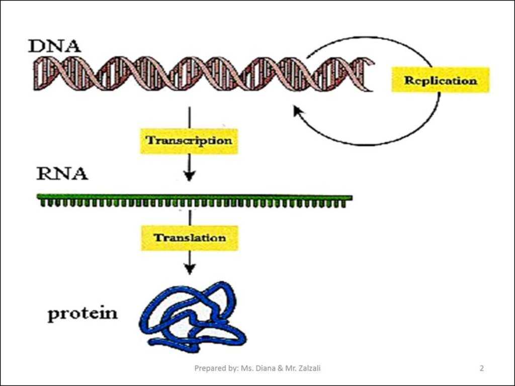 Dna Rna and Protein Synthesis Worksheet Answers with Chapter 10 How Proteins are Made Section 1 From Genes to