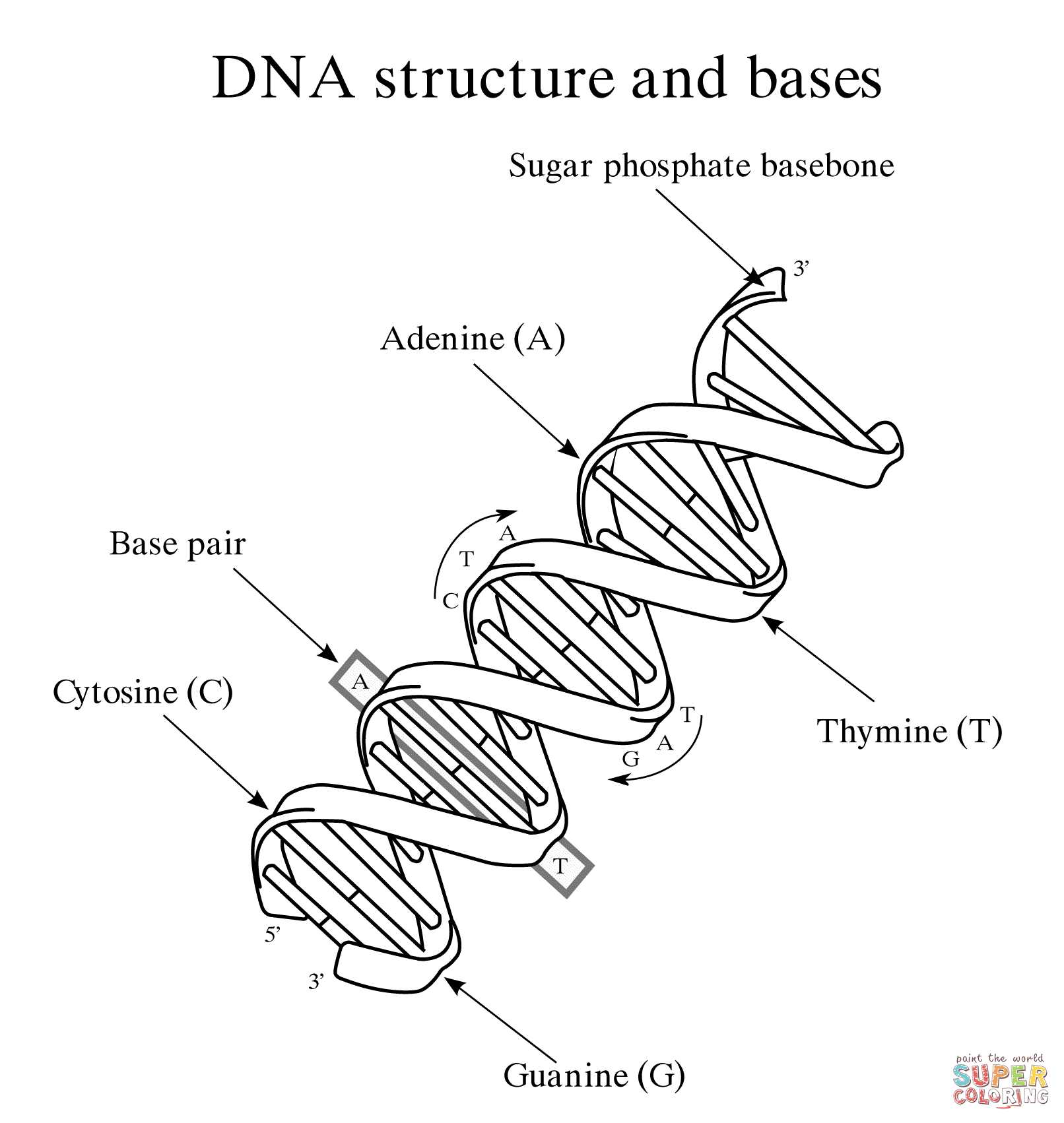Dna Structure and Replication Worksheet Answer Key as Well as 28 Collection Of Dna Structure Drawing Worksheet