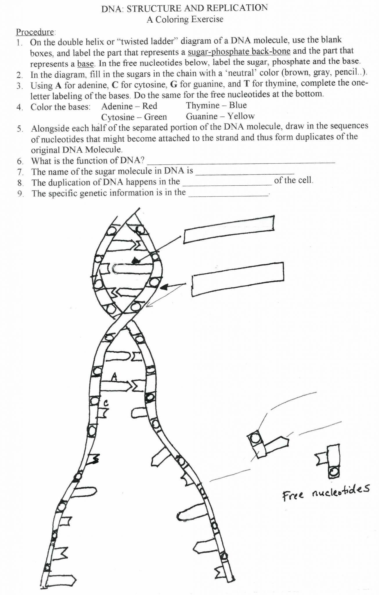Dna Structure and Replication Worksheet Answer Key or Dna Replication Coloring Worksheet Gallery Worksheet Math for Kids