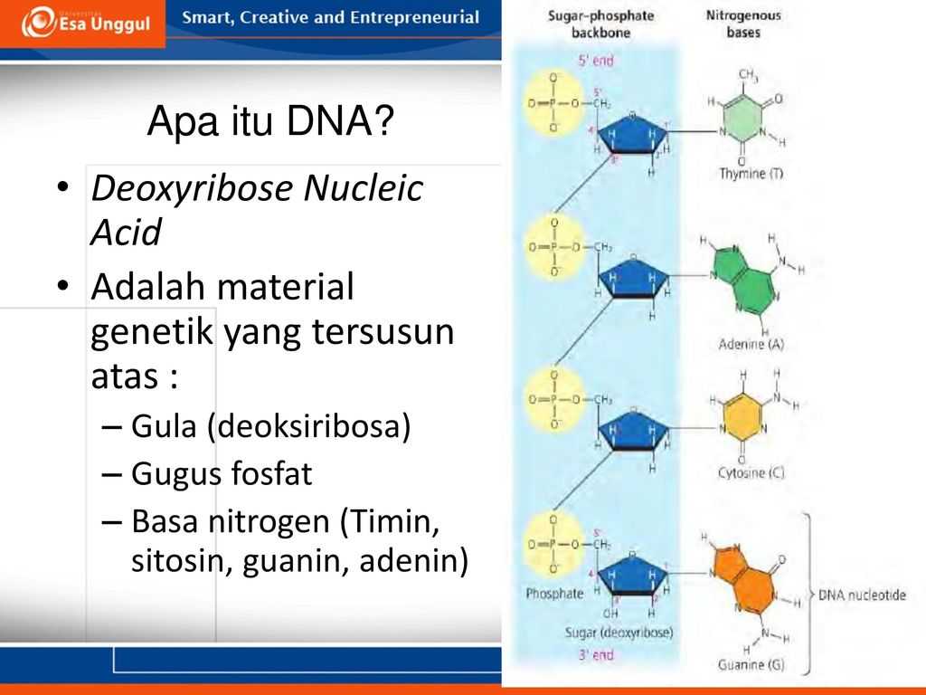 Dna Structure Worksheet Answers together with Dr Henny Saraswati Mbiomed Ppt