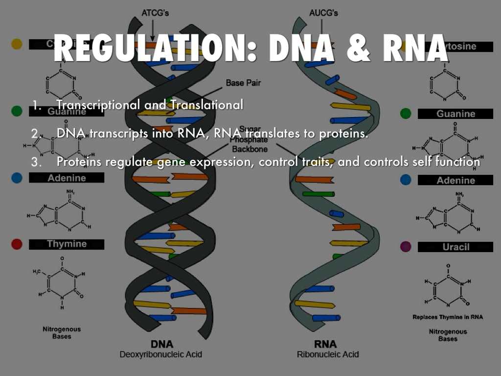 Dna Technology Worksheet as Well as 3rd attgene Control Presentation by andrew Taylor