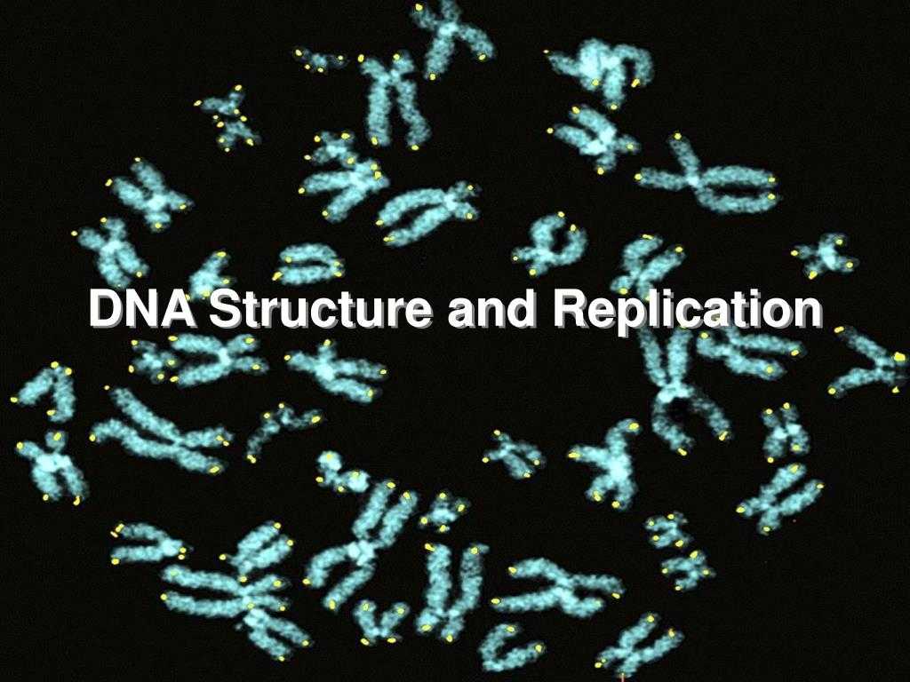 Dna Technology Worksheet as Well as Ppt Dna Structure and Replication Powerpoint Presentation