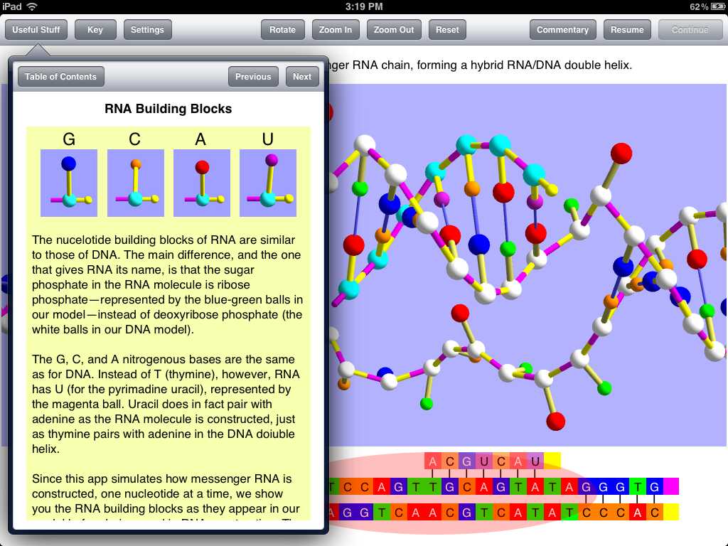 Dna the Double Helix Worksheet Answer Key together with Messenger Rna Ampquot Screen Scientist