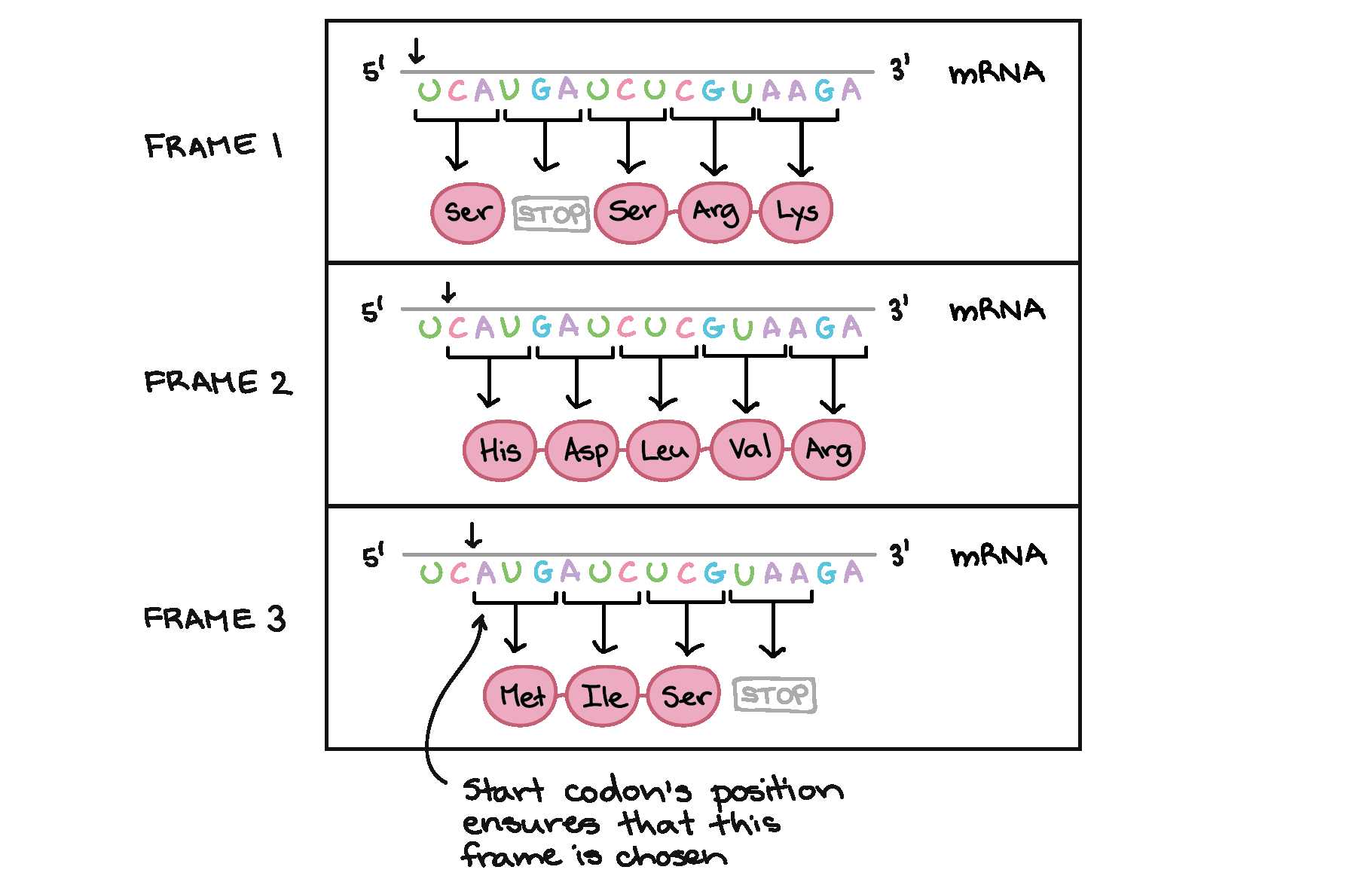 Dna Transcription and Translation Worksheet and Intro to Gene Expression Central Dogma Article